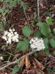 Viburnum scabrellum