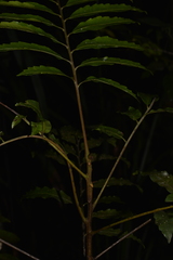 Cupaniopsis baileyana