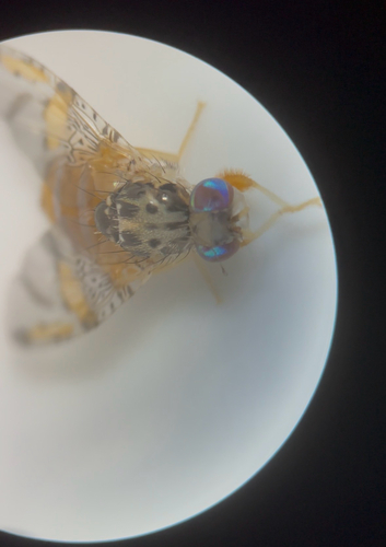 Mediterranean Fruit Fly