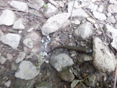 Desmognathus conanti