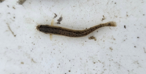 Oriental Weatherfish