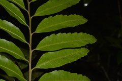 Cupaniopsis baileyana