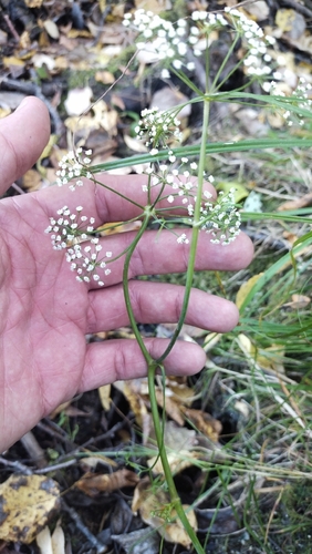 Cicuta virosa, photograph 2