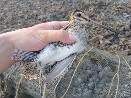 Common Snipe