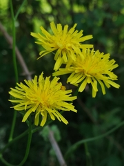 Crepis biennis
