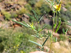 Crotalaria damarensis