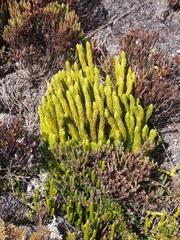 Phlegmariurus