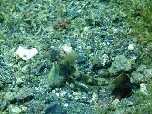 Tomiyamichthys observed 2026-09-11