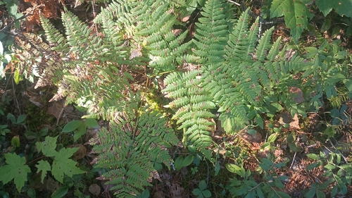 common bracken
