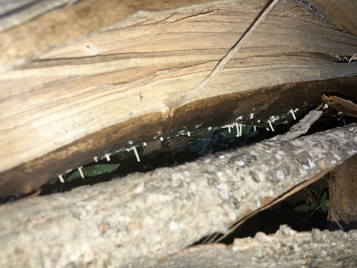 Xylosandrus crassiusculus, 2026-06-15