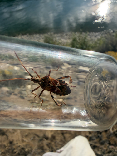 Western Conifer Seed Bug