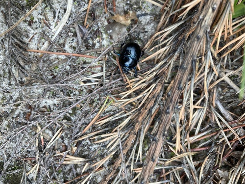 Woodland Dor Beetle