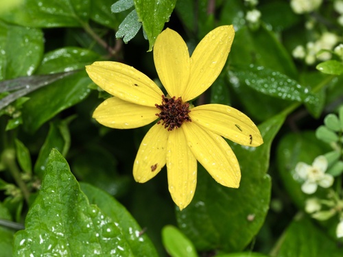 Coreopsis tripteris