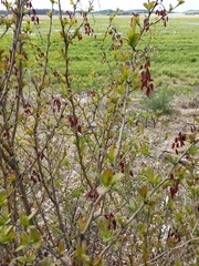 Berberis vulgaris