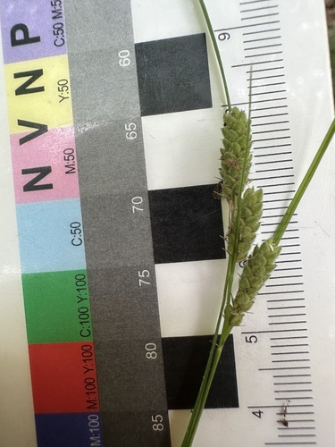 Carex swanii, photograph 2