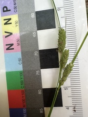 Carex swanii, photograph (c) Jaime McGuigan, some rights reserved (CC BY)