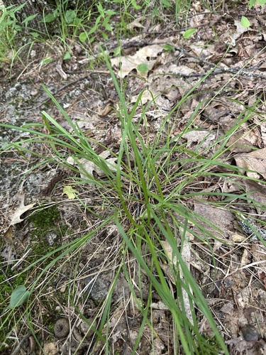 Carex swanii, photograph 3