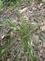 Carex swanii, photograph (c) Jaime McGuigan, some rights reserved (CC BY)