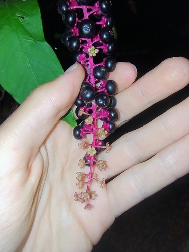 American pokeweed