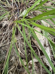 Carex swanii, photograph (c) Jaime McGuigan, some rights reserved (CC BY)