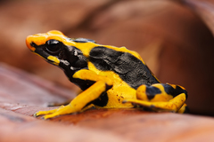 Dendrobates tinctorius