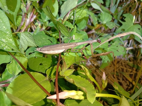 Asian Jumping Mantis