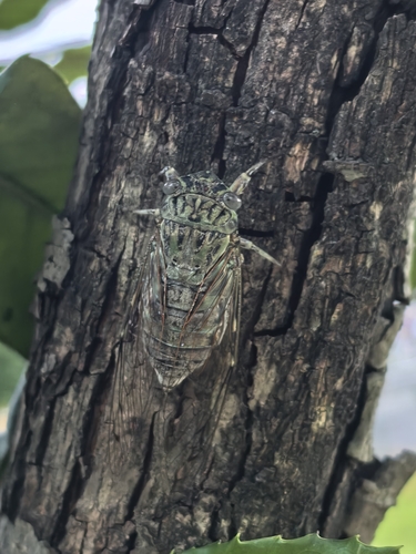Autumn Cicada