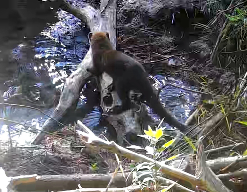 Fisher observed by beaverganaraska
