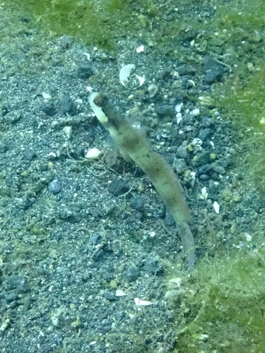 Amblyeleotris gymnocephala observed 2026-09-11