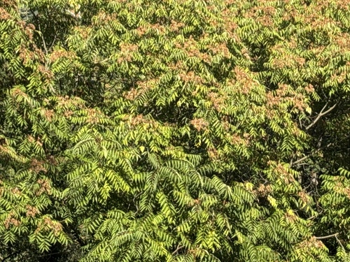 tree-of-heaven