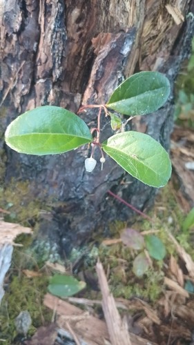 Eastern Teaberry