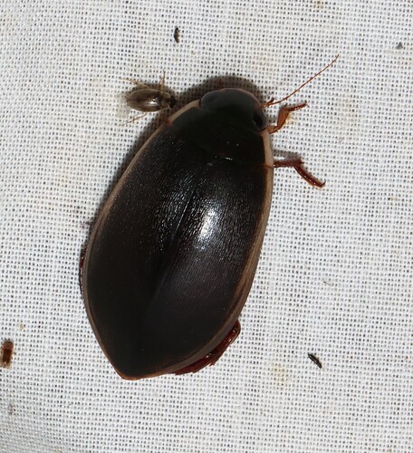 Fringed Diving Beetle