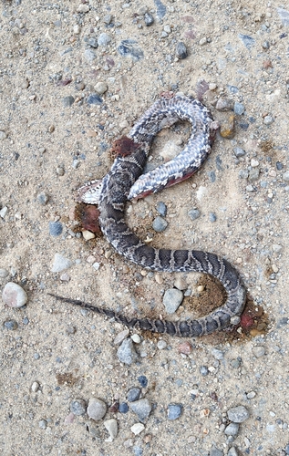 Manchurian Black Ratsnake