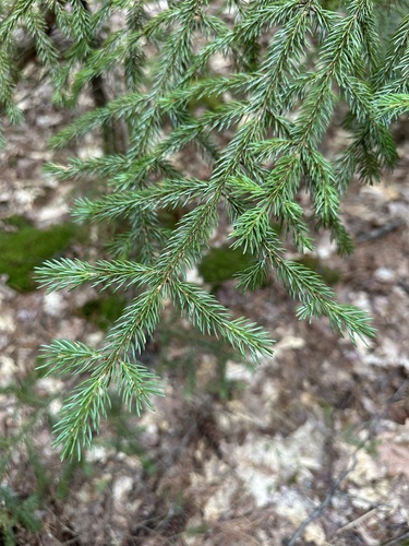 Picea rubens, photograph 4