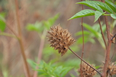 Glycyrrhiza