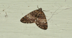 Hydriomena irata