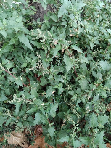 nettle-leaved goosefoot
