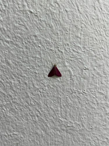 Pyrausta inornatalis