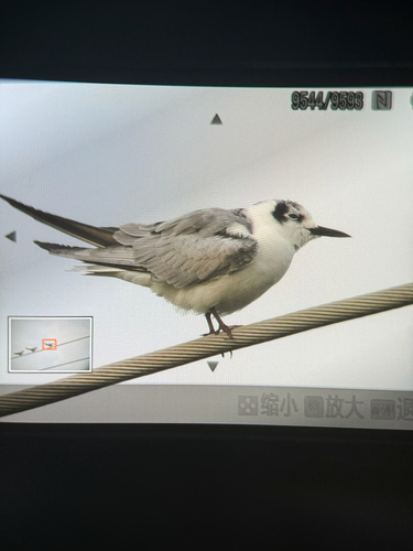 White-winged Tern