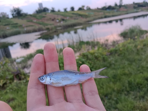 False Bream