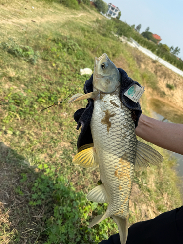 Grass Carp