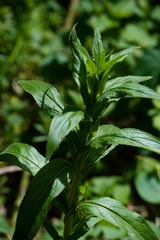 Lithospermum officinale