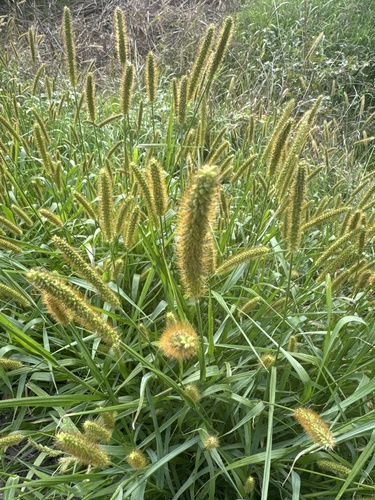 yellow foxtail