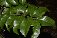Dysoxylum fraserianum