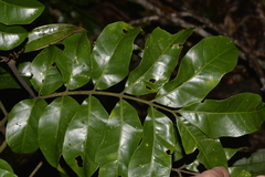 Dysoxylum fraserianum