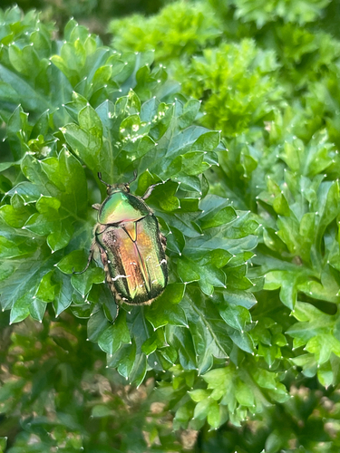 European Rose Chafer