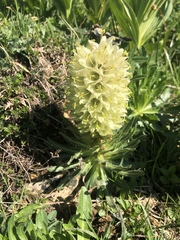 Campanula thyrsoides
