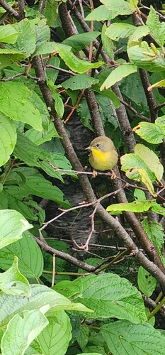 Common Yellowthroat