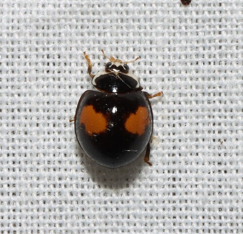 Ashy Gray Lady Beetle