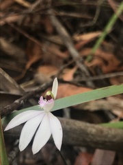 Caladenia picta